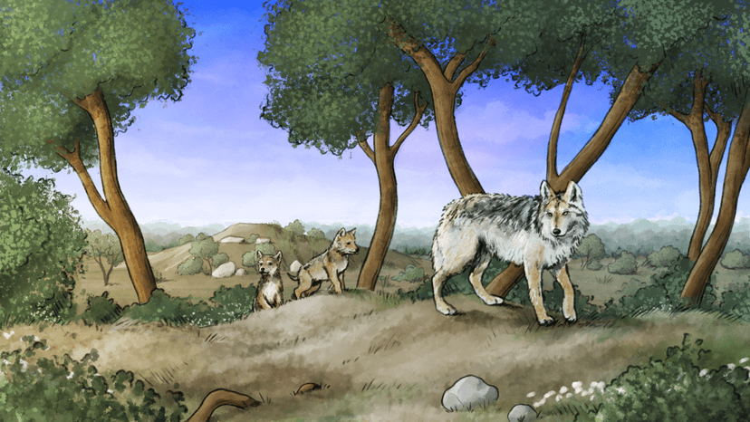 Drawing of released wolves walking through the landscape