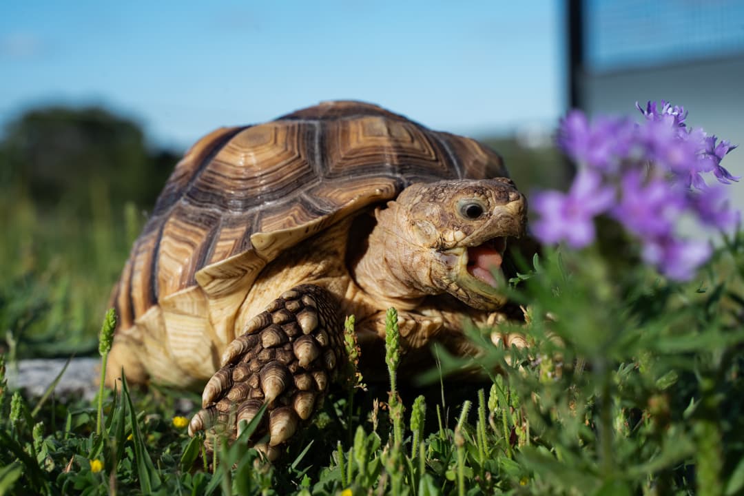 Push Pop the Sulcata Tortoise