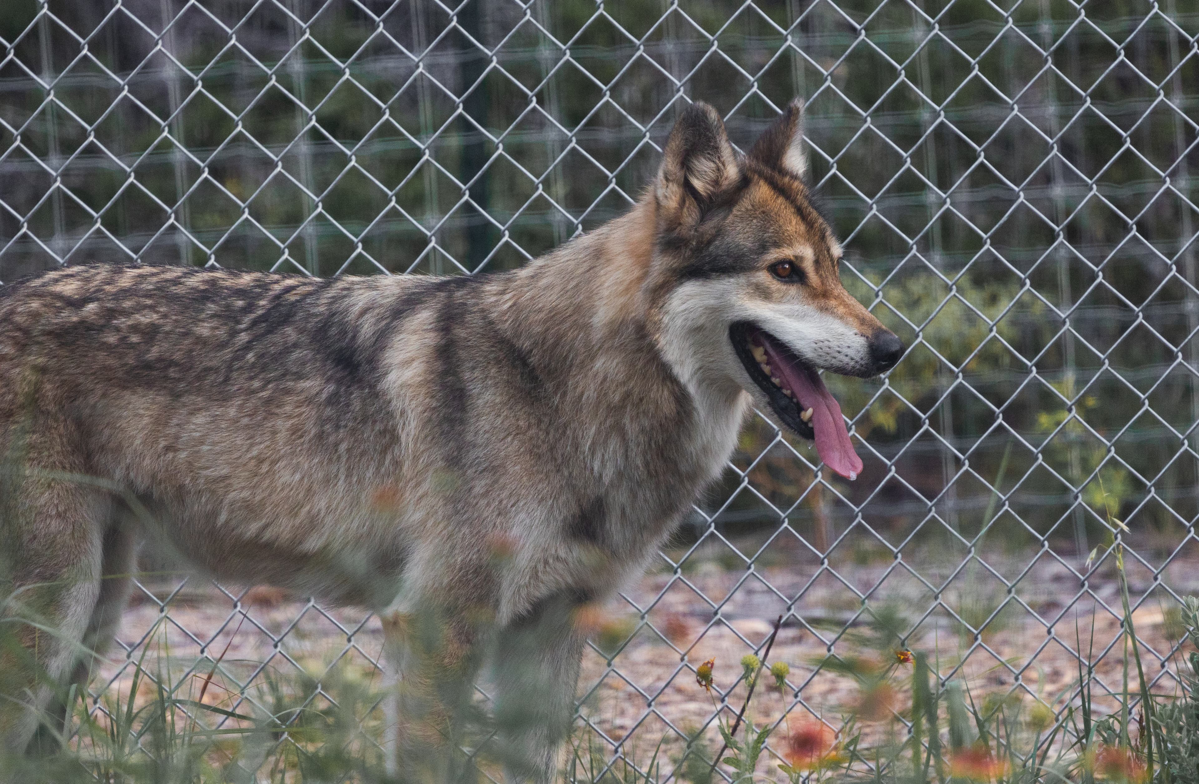 Awa the Wolfdog