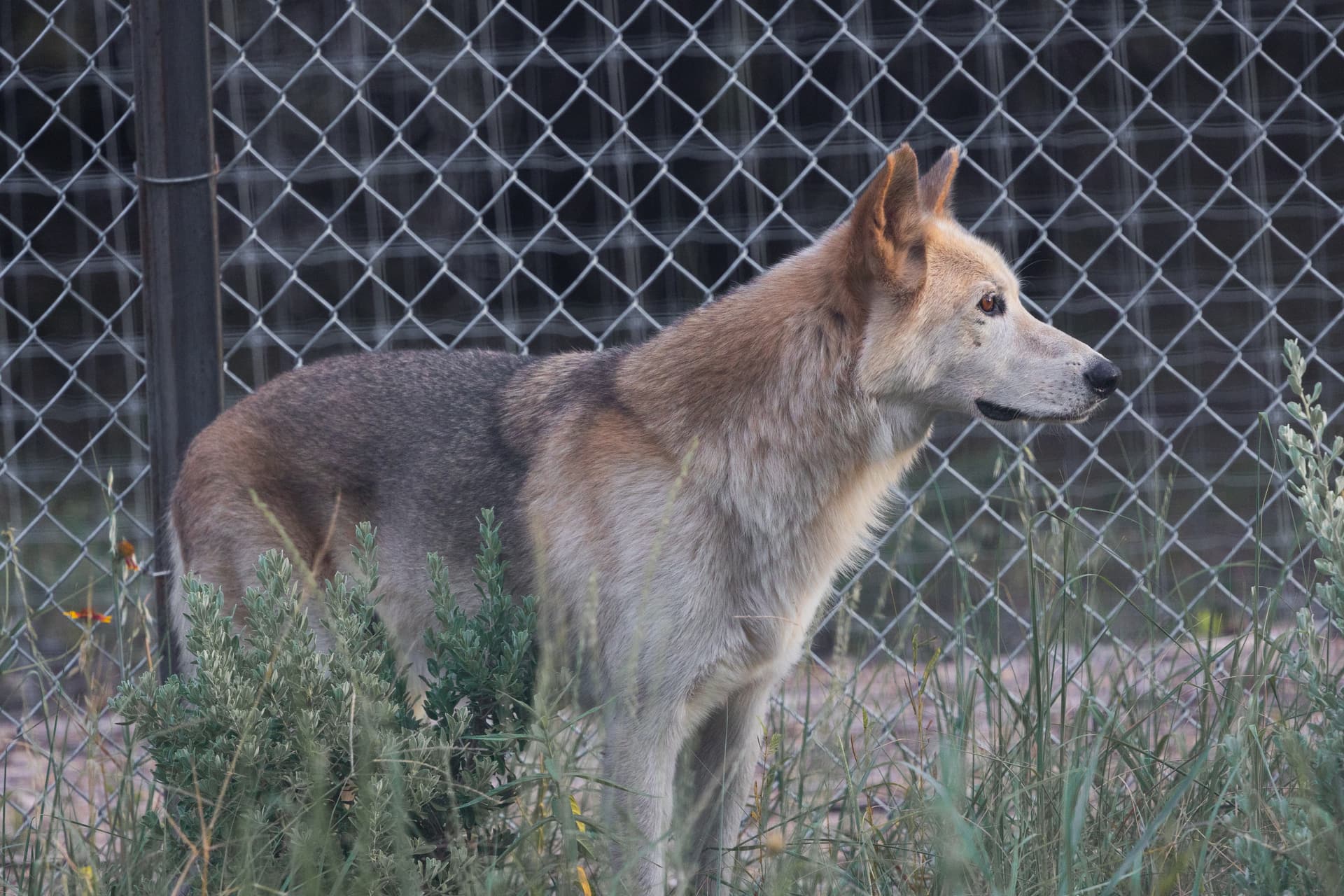 Timber the Wolfdog