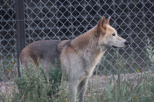 Timber the Wolfdog