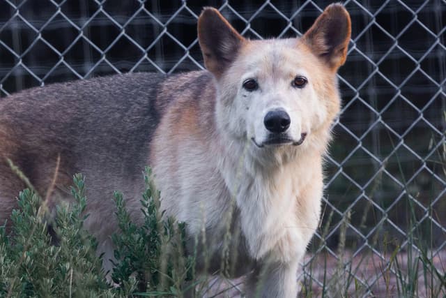 Timber the Wolfdog