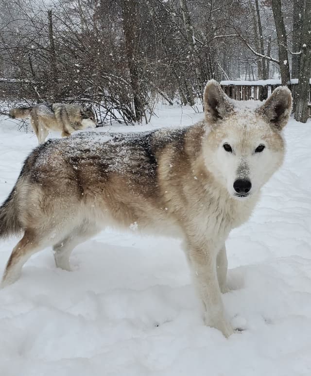 Timber the Wolfdog