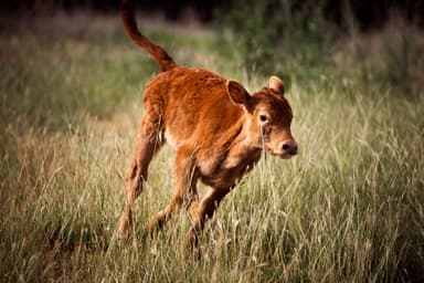 Winnie (The Moo) | Ambassadors | Alveus Sanctuary