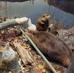 A diorama of Canadian beavers surrounded by chewed trees. One of the beavers is moving a stick. The other is younger and looking off into the distance