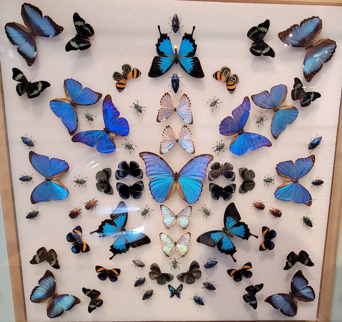 A large pinned butterfly and insect display with many blue iridescent butterflies and beetles