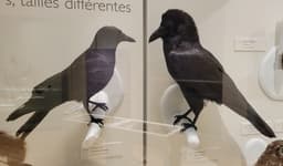 A taxidermied crow and raven showing the raven to be considerably larger