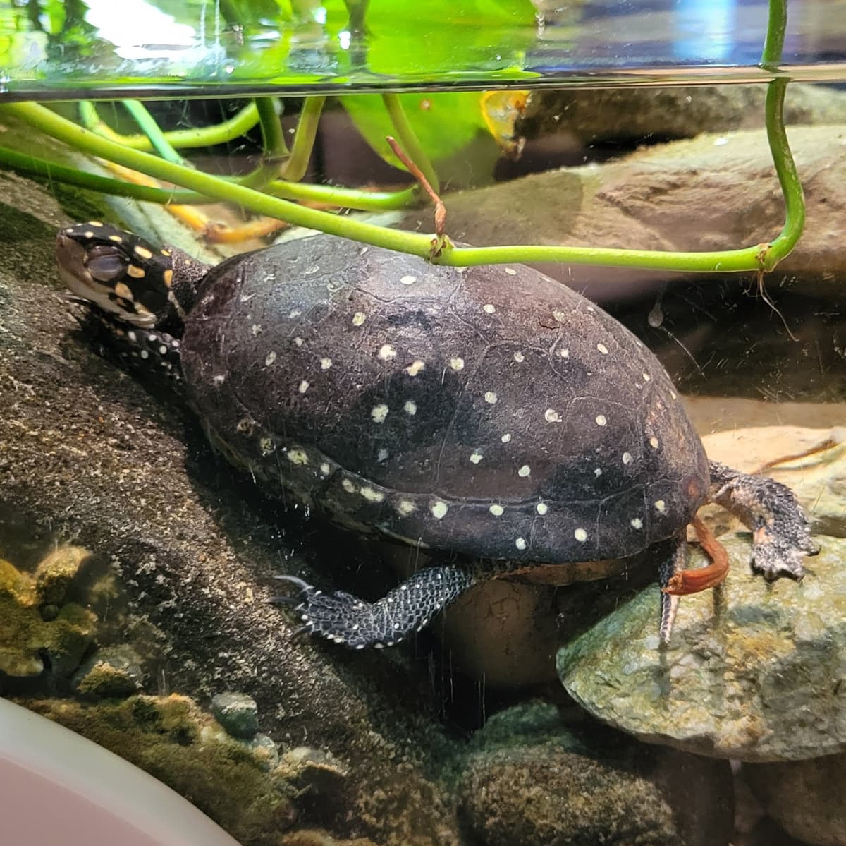 A live spotted turtle sleeping underwater