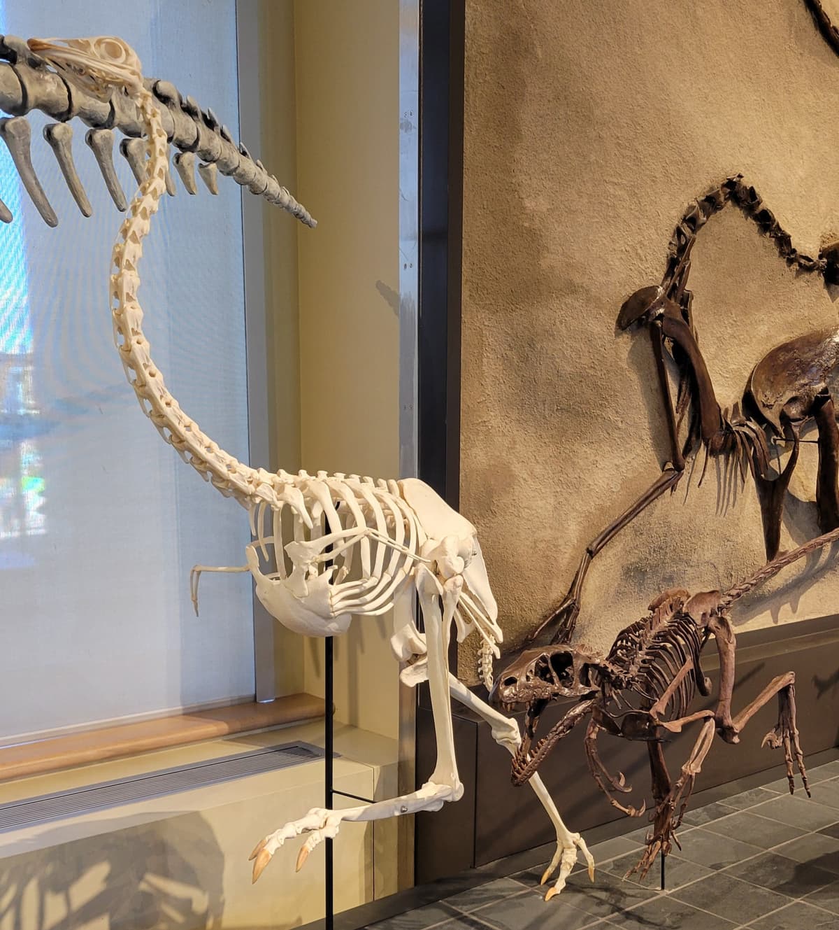 Skeletons of a modern emu and a raptor dinosaur