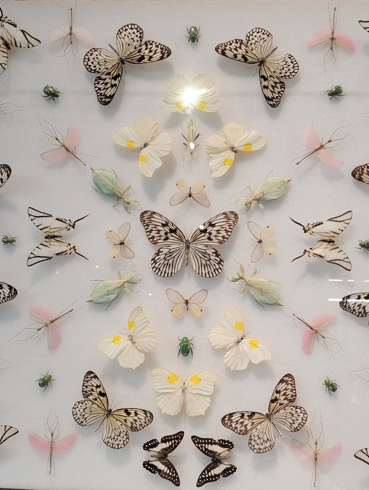 A large pinned butterfly and insect display featuring light colored butterflies and insects