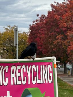 crow? maybe a raven?