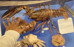 A large brown lobster about two feet long