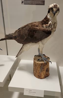 An Osprey hawk with impressive claws