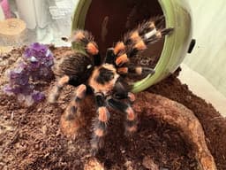 red knee tarantula in enclosure with green plant pot turned on its side behind it and an amethyst