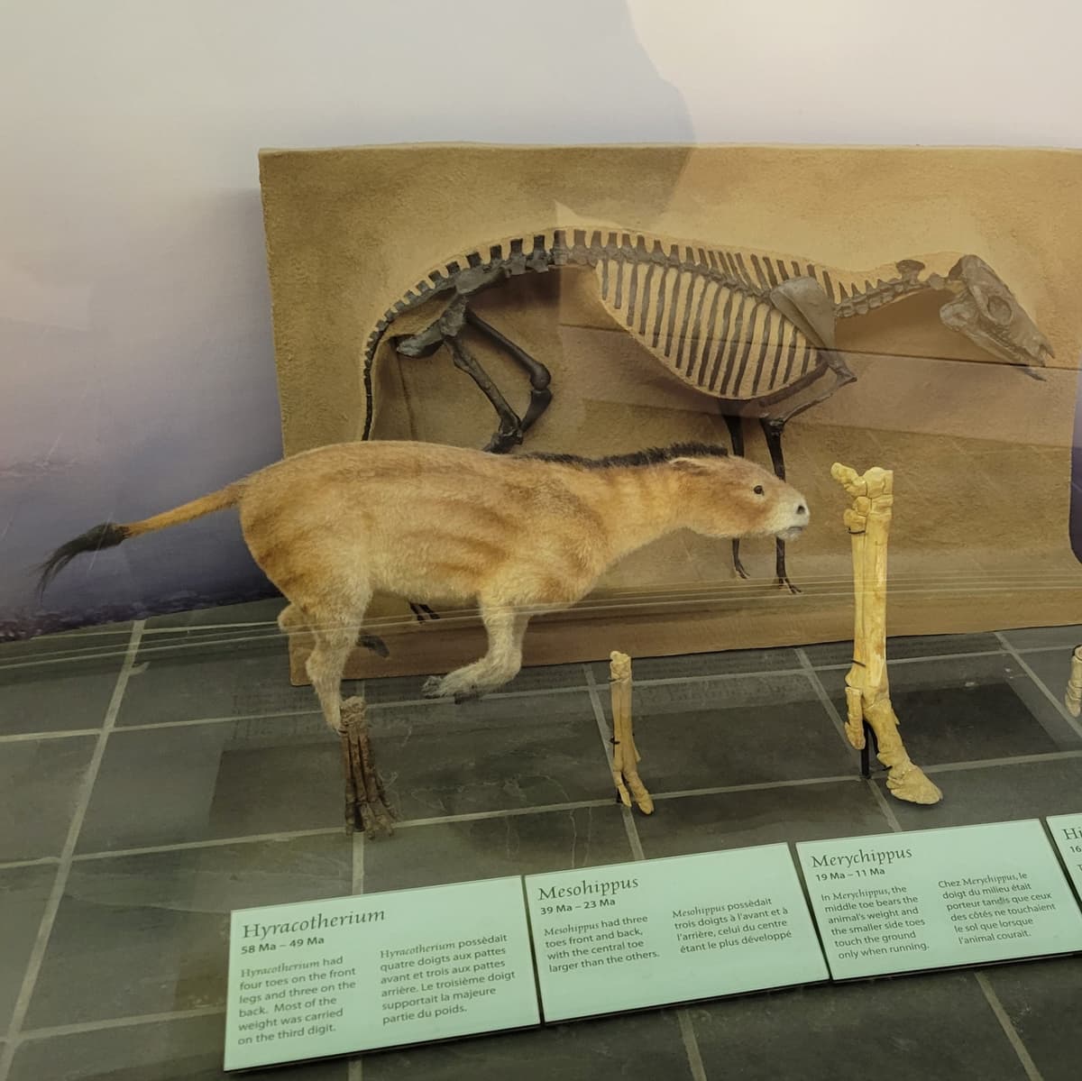 A display showing a recreation of an ancient horse relative with light brown hair and a short mane, as well as foot bones showing their progression from toes to a hoof