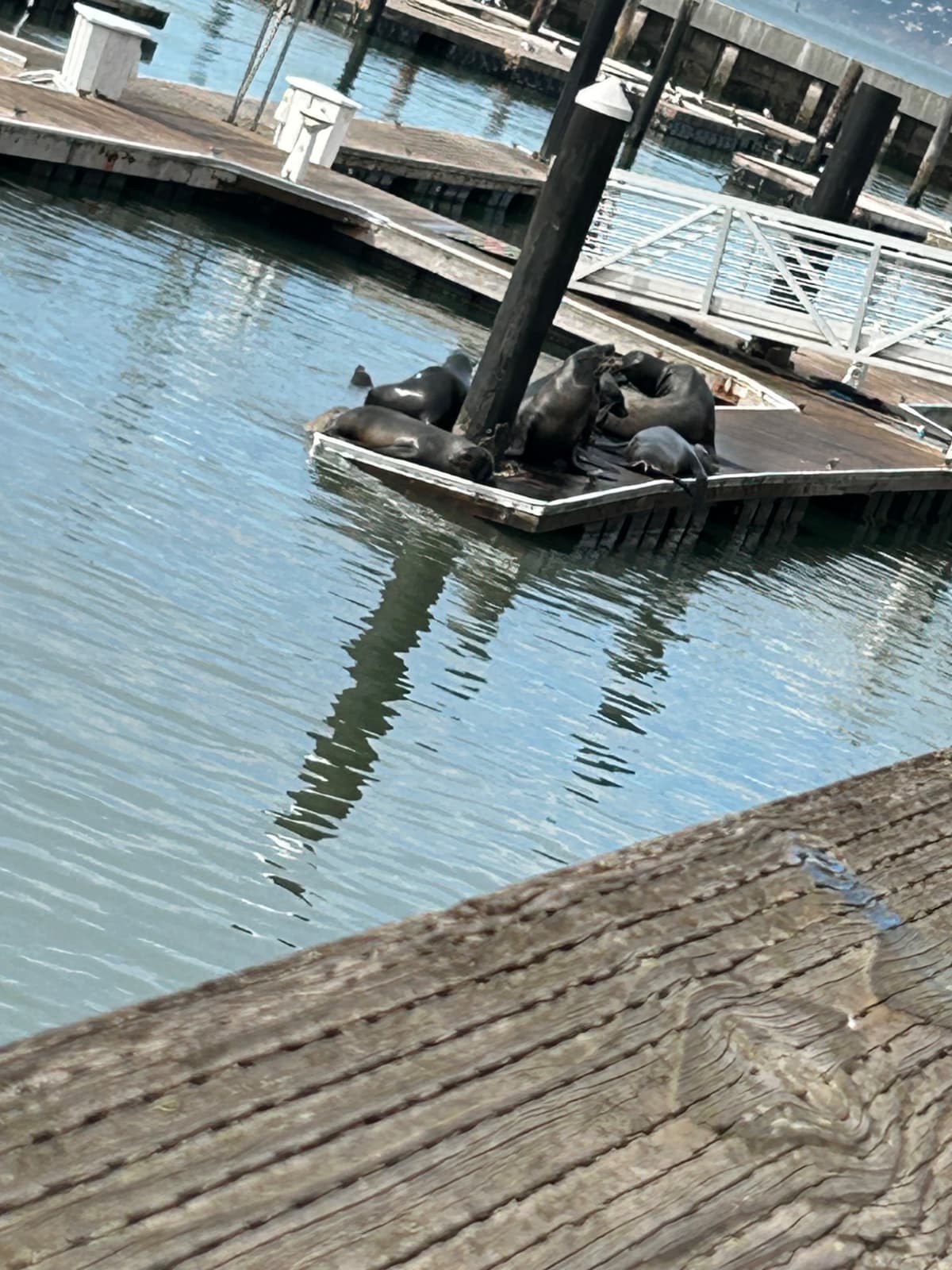 seals on a pier