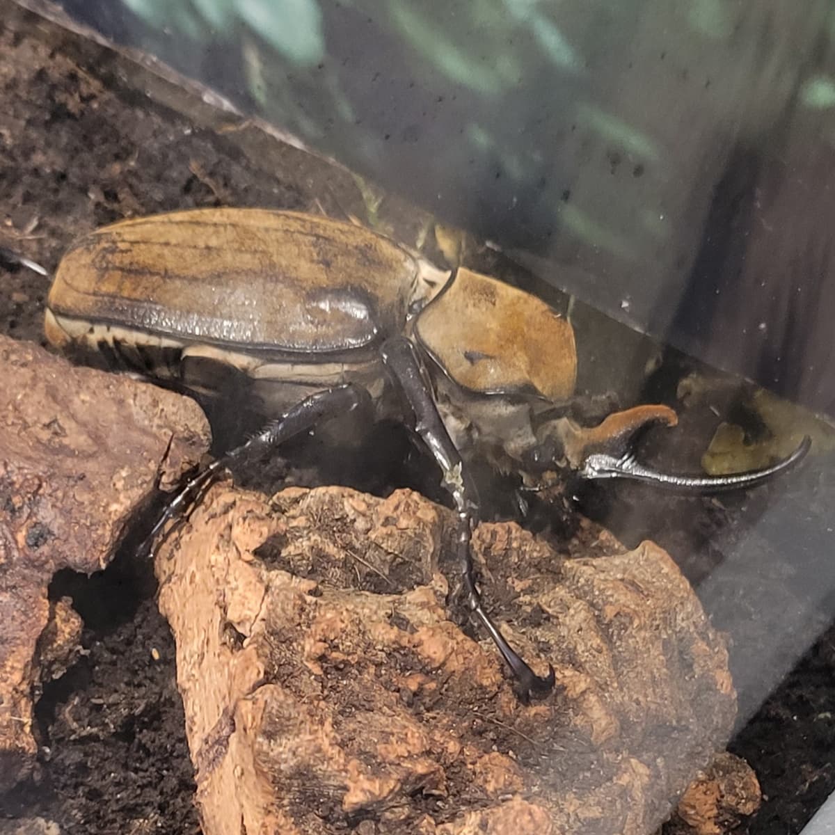 A large, brown, horned beetle