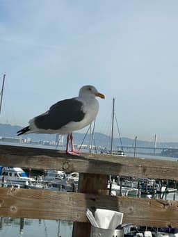 seagull