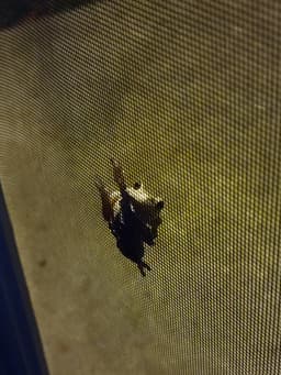 Little frog on a screen door 