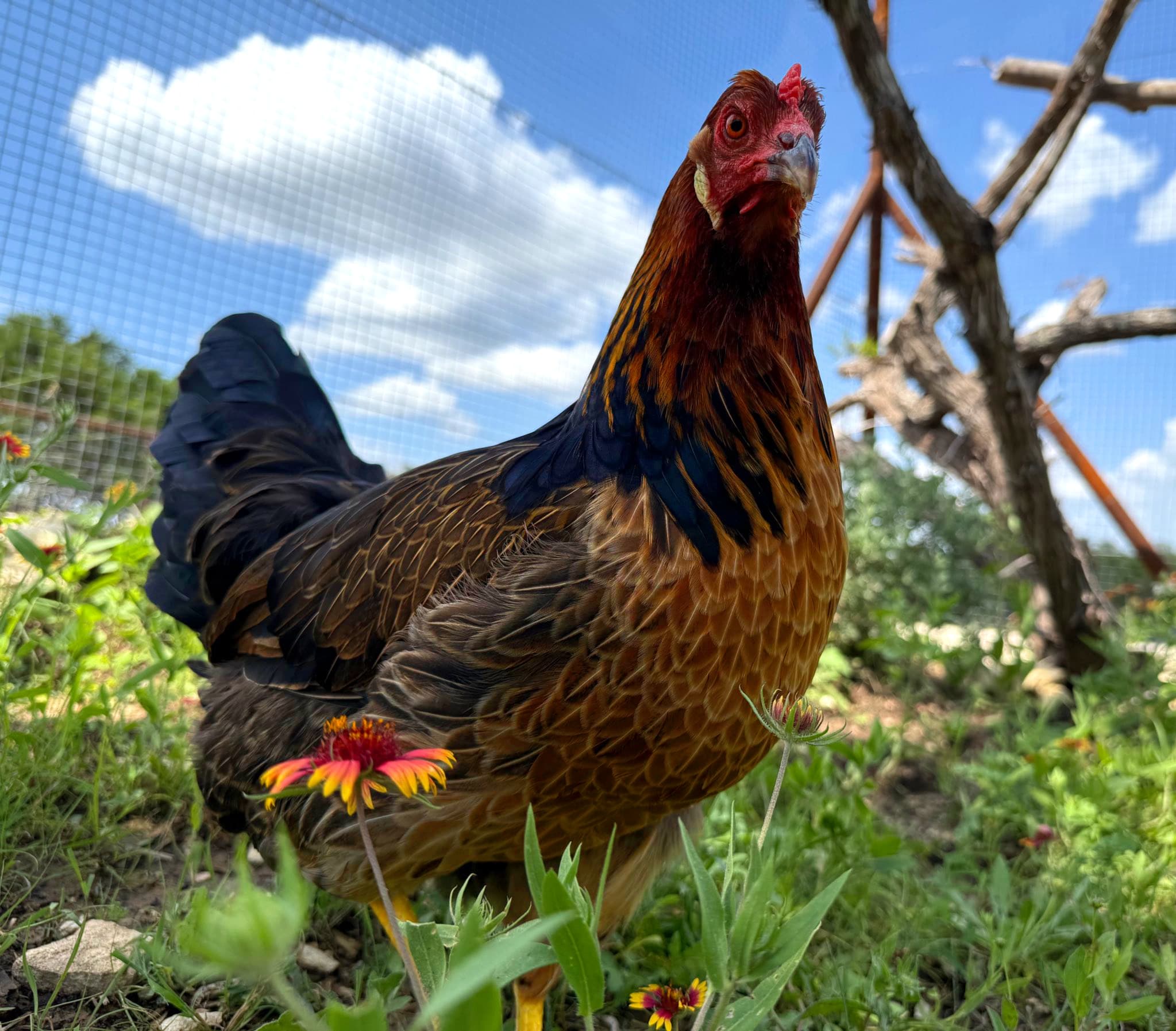 Nugget the Ameraucana Chicken